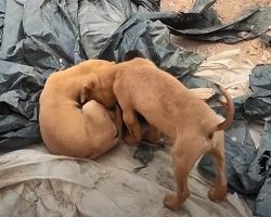 Tiny Pup Wanted His Brother To Play, Kept Nudging His Head Near Motionless Body