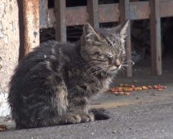 Blind Kitten Sat In A Parking Lot Wondering How She’d Survive The Day