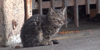 Blind Kitten Sat In A Parking Lot Wondering How She’d Survive The Day￼