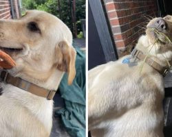 Sweet Dog Always Welcomes Mom Home With A Gift