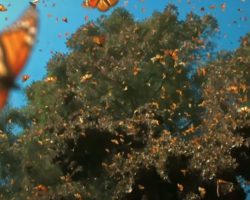 Half A Billion Monarch Butterflies Cover The Trees Waiting To Take Flight