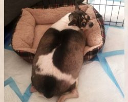 Overweight Chihuahua Found Locked In A Crate On The Side Of The Highway