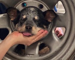 People Band Together To Save Puppy Stuck In Tire