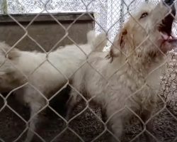 Ruth & Rosie Were Caged Outside Exposed To The Elements And Used For Breeding