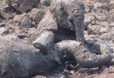 Mother & Baby Elephant Were Sinking Further Into The Mud When They Intervened￼