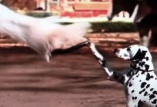 Dalmatian And Clydesdale Team Up To Earn The Horse A Spot Among The Best