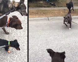 Dog Walker Is Out With 5 Dogs When An Unleashed Pit Bull Charges￼