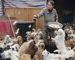 Elderly Chinese Women Wake Up At 4AM Every Day To Care For 1,300 Strays￼