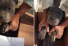Boy Leaves Injured Pup Outside Shelter In A Box To Save Him From Abusive Father￼