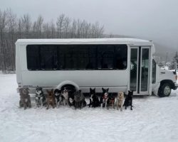 Doggie Day Trips: A Bus for Canine Adventures