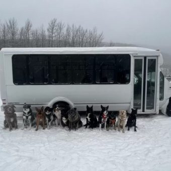 Doggie Day Trips: A Bus for Canine Adventures