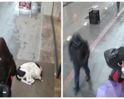 Kind woman spotted giving up her scarf to stray dog on freezing cold day