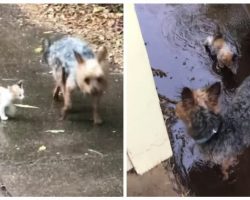 Dog finds tiny stray kitten in the rain, saves her by guiding her home