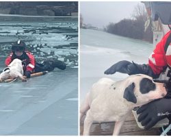 Coast Guard crew comes to the rescue of ‘grateful’ dog who was trapped in icy water