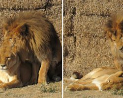 Lion refuses to leave his mate’s side when she becomes sick, stays with her til the very end