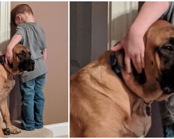 Loyal dog puts himself in ‘timeout’ so his best friend doesn’t have to do it alone