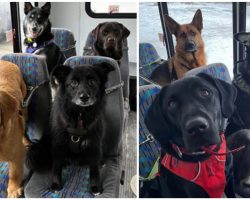 Doggy daycare goes viral with adorable morning bus rides for dogs
