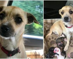Pregnant dog adopted just in time from kill shelter, gives birth on ride home