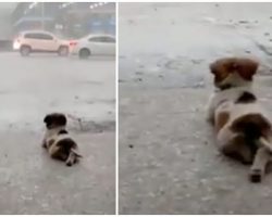 Dog loves nothing more than peacefully watching the rain in viral video