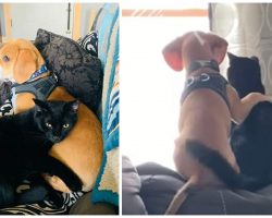 Dog puts his arm around his cat friend as they look out the window together