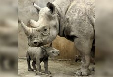 Zoo celebrates birth of critically endangered eastern black rhino