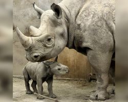 Zoo celebrates birth of critically endangered eastern black rhino