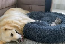 Golden retriever is perplexed after finding tiny kitten taking up his bed in sweet viral video