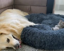 Golden retriever is perplexed after finding tiny kitten taking up his bed in sweet viral video