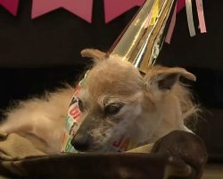Lady Bug, possibly oldest dog in the world, celebrates 23rd birthday