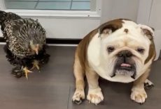 The Heartwarming Friendship Between Gus the Bulldog and Lucky the Chicken Is Pure Magic
