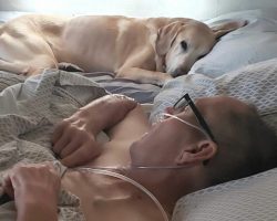 Veteran and loyal dog die within hours of each other