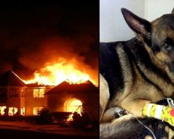 Retired police dog jumps back into duty and saves toddlers from raging house fire