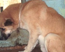 Just A Little More Patience and Love Can Save a Dog’s Life