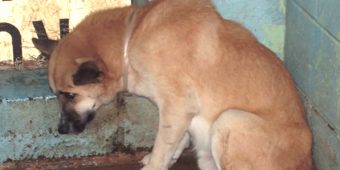 Just A Little More Patience and Love Can Save a Dog’s Life