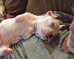 Foster dad refuses to euthanize puppy born without front legs, decides to give him a second chance