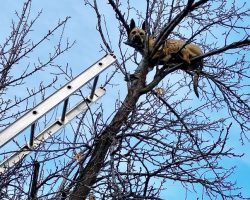 Idaho Dog Rescued from Top of Tree After Chasing a Squirrel