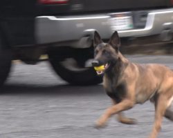 The Bond Between A K9 Officer And Their Dog