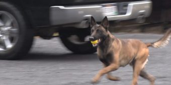 The Bond Between A K9 Officer And Their Dog