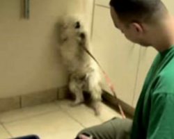 Terrified dog set to be put down: Just watch the incredible reaction when she realizes she’s saved