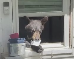 Mom Arrives Home, And The Cat Shows Her There’s A Bear In The House