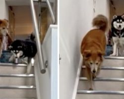 Blind Husky Is Afraid To Go Down The Steps Until Her Brother Leads The Way