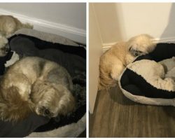 Inseparable dogs always shared a bed—a year after one died, the other still leaves his spot open