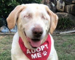 Blind old golden retriever is dumped by her family — now she’s looking for a loving home