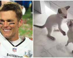 Tom Brady adopts two shelter kittens after volunteering at humane society