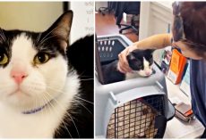 Cat surrendered by owner for being ‘too affectionate’ finds a loving new home