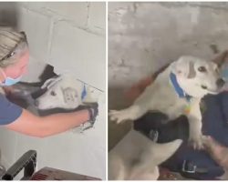 Firefighters rescue missing dog who was trapped between concrete walls for five days