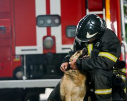 Neighbors come together to save 115 dogs trapped in doggy daycare fire