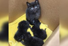 ‘Most responsible kitten in the world’: 6-week-old kitten found caring for three newborns