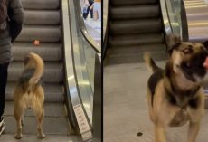 Stray Dog Uses Escalator To Convince People To Play Fetch With Him