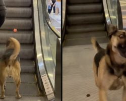 Stray Dog Uses Escalator To Convince People To Play Fetch With Him